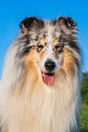 male Collie