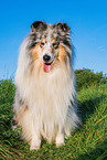 male Collie
