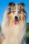 male Collie