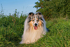 male Collie