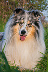 male Collie