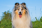 male Collie