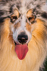 male Collie