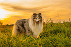 male Collie