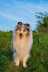 male Collie
