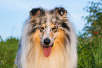 male Collie