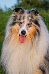 male Collie
