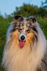 male Collie