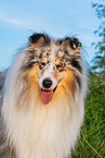 male Collie