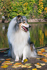 male Collie