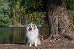 male Collie