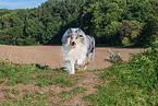 male Collie