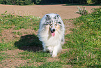 male Collie