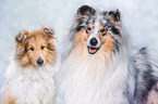 Collies