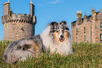 male Collie