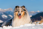male Collie