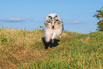 male Collie
