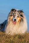 male Collie
