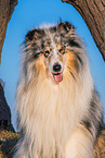male Collie