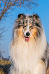 male Collie
