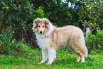 young Collie