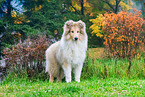 young Collie