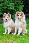 young Collies