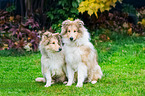 young Collies