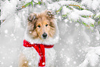 young Collie