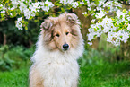young Collie