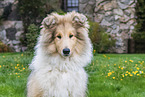 young Collie