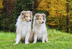 young Collies