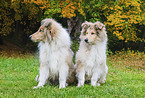 young Collies