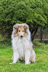 young Collie
