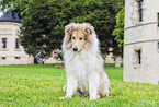 young Collie
