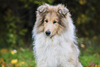 young Collie