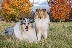 Collies