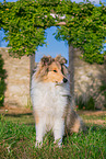 young Collie