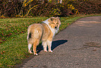 young Collie