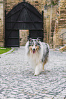 male Collie