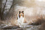 Collie