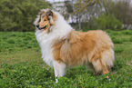adult Colie