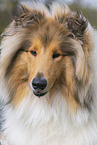 adult Colie