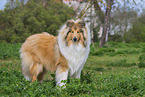 adult Colie