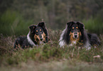 male Collies
