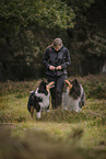 male Collies