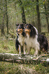 male Collies