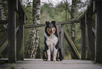 male Collie