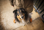 male Collie
