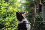 young male Collie